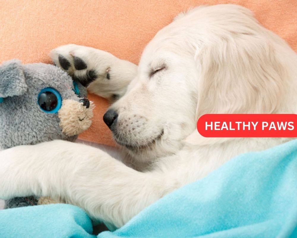 Healthy Paws Pet Insurance Reviews| Coverage, Pros & Cons