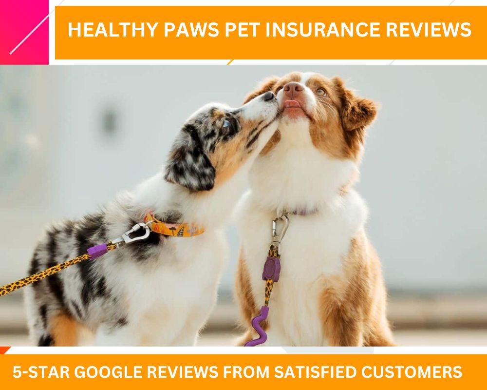 Healthy Paws Pet Insurance Reviews| Coverage, Pros & Cons