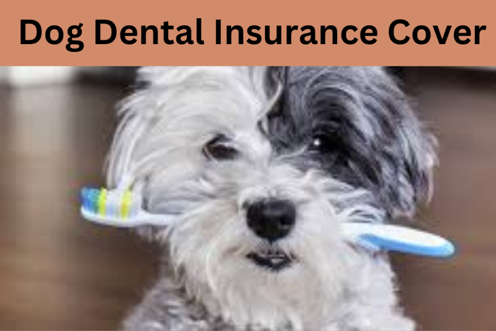 Dog Dental Insurance