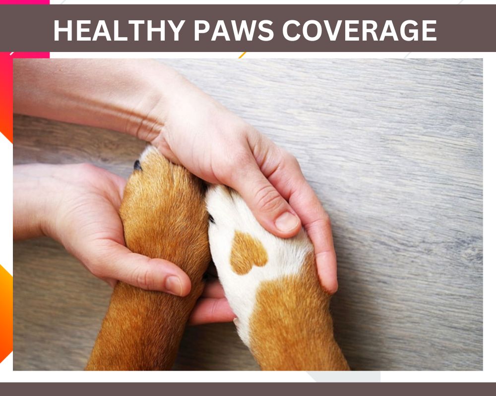 healthy paws 